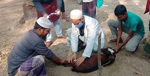 তজুমদ্দিনে বন্ধের দিনেও সেবা পাচ্ছে পশুর মালিকরা